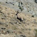 1289-gumushanede-yaban-hayati-sevindiren-gelisme-kizil-geyikler-40-kilometre-otede-goruntulendi