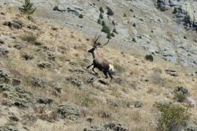 1289-gumushanede-yaban-hayati-sevindiren-gelisme-kizil-geyikler-40-kilometre-otede-goruntulendi