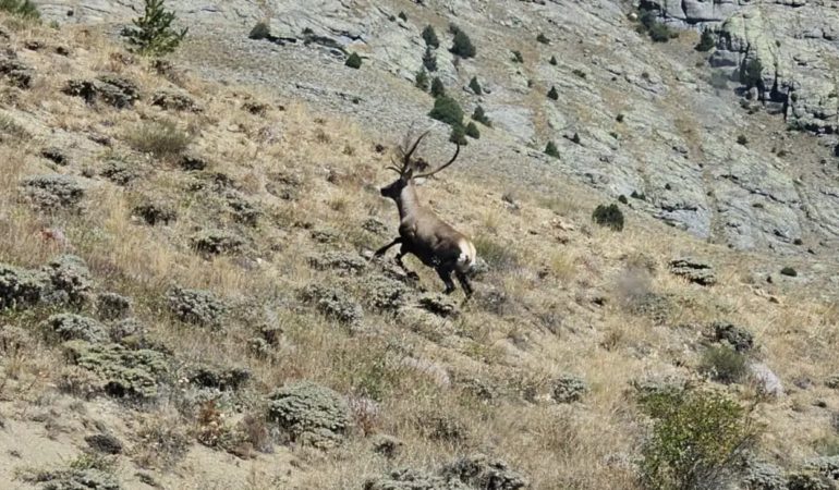 Gümüşhane’de Yaban Hayatı Sevindiren Gelişme: Kızıl Geyikler 40 Kilometre Ötede Görüntülendi!