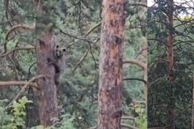 8860-yavru-ayinin-agactan-inisi-cep-telefonuna-yakalandi