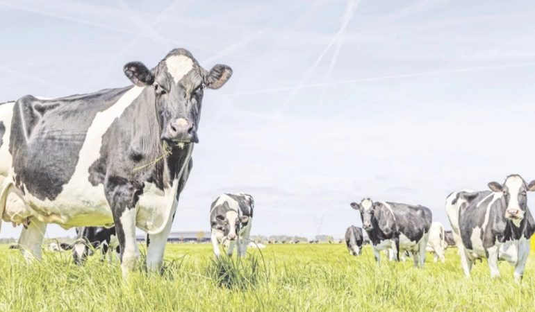 Gümüşhane’de Teşvikli Yatırım Projeleri Netleşiyor: Hayvancılık ve Tarım Ön Planda