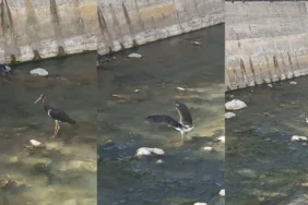 1014-harsit-cayinda-kara-leylek-goruntulendi