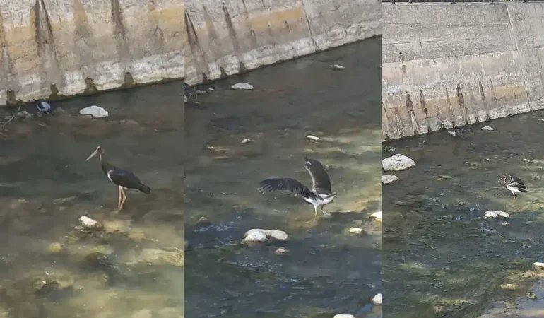 Harşit Çayı’nda Kara Leylek Güzelliği