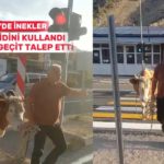 1710-inekler-yaya-gecidini-kullandi-sahibi-mecburen-dedi