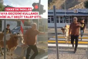 1710-inekler-yaya-gecidini-kullandi-sahibi-mecburen-dedi