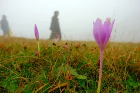 179-sis-denizi-ve-gun-batimiyla-cetluce-yaylasi-dagcilarin-gozdesi-oldu-5