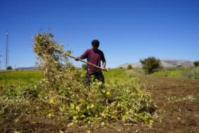 43-kelkitin-cografi-isaretli-seker-fasulyesinin-hasadi-basladi-1