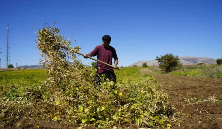 Kelkit’te Coğrafi İşaretli Şeker Fasulyesinde Hasat Zamanı