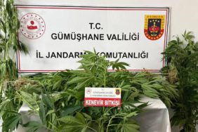 4822-gumushanede-jandarmadan-kenevir-operasyonu-61-kok-ele-gecirildi