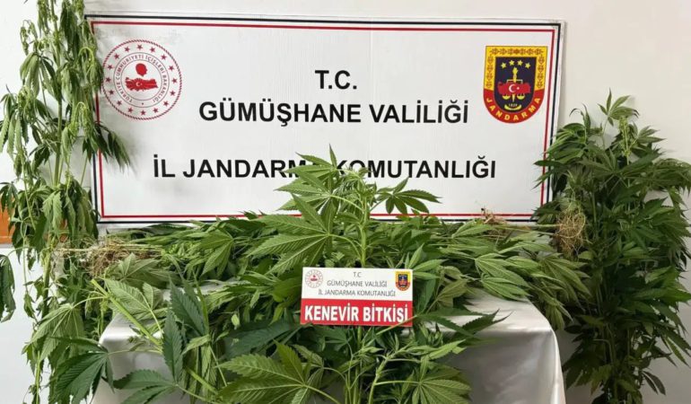Gümüşhane’de Jandarmadan Uyuşturucu Operasyonu: 61 Kök Kenevir Ele Geçirildi