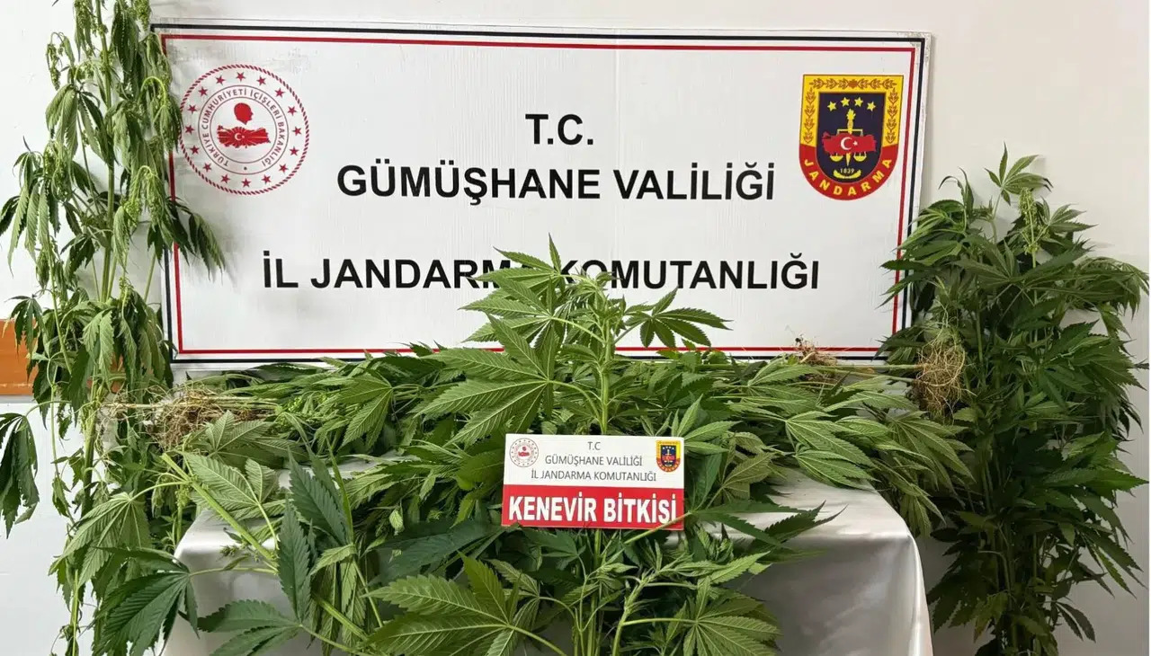 4822-gumushanede-jandarmadan-kenevir-operasyonu-61-kok-ele-gecirildi