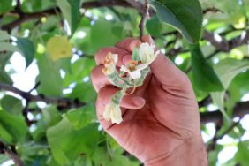 564-gumushanede-mevsimi-sasiran-elma-agaci-cicek-acti-3