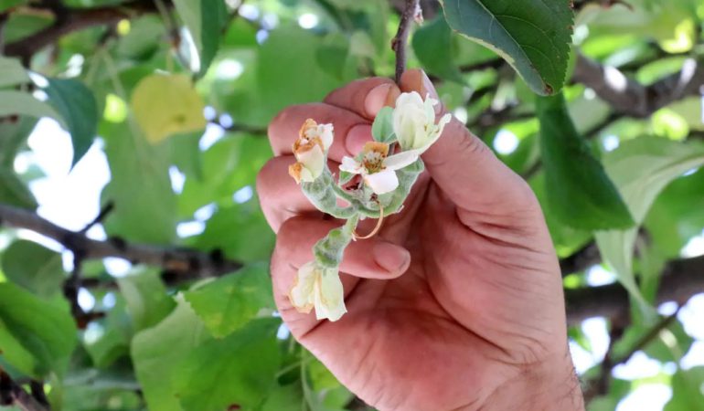 Gümüşhane’de Sonbaharda Çiçek Açan Elma Ağacı Şaşkınlık Yarattı