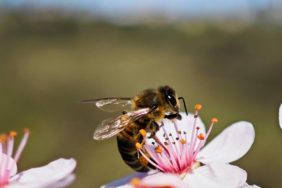 DOĞU KARADENİZ'DE ARICILIK ALARM VERİYOR TRABZON ARI YETİŞTİRİCİLERİ BİRLİĞİ BAŞKANI YUSUF AKSOY: "BU SENEKİ HASAT TATMİN EDİCİ DEĞİL; SON ON YIL İÇERİSİNDE VASAT BİR SEZON OLARAK DEĞERLENDİRİLEBİLİR. ÇOK VERİMLİ BİR YIL GEÇMEDİ" "ÖZELLİKLE YAĞIŞ ALMAYAN, SICAK RÜZGÂRLARIN ESTİĞİ VE KIRAĞI DÜŞEN ALANLARDA BAL OLUŞUMU OLUMSUZ" " ARICILAR YAŞLANIYOR, GENÇLER BU İŞE SICAK BAKMIYOR"