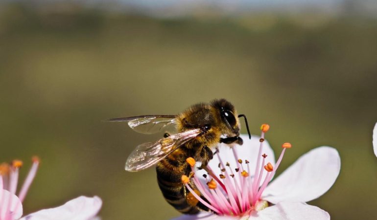 Arıcılar Yaşlanıyor, Gençler Bu İşe Sıcak Bakmıyor