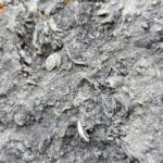 GÜMÜŞHANE'DE MİLYONLARCA YILLIK DENİZ FOSİLİ YATAĞI BULUNDU 5-50 MİLYON YILLIK "NUMULİT" FOSİLLER MISIR DÖNEMİNDE PARA OLARAK KULLANILMIŞ