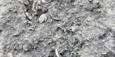 GÜMÜŞHANE'DE MİLYONLARCA YILLIK DENİZ FOSİLİ YATAĞI BULUNDU 5-50 MİLYON YILLIK "NUMULİT" FOSİLLER MISIR DÖNEMİNDE PARA OLARAK KULLANILMIŞ