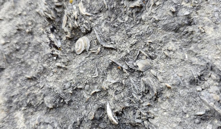 Gümüşhane’de Milyonlarca Yıllık Fosil Yatağı Bulundu