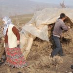 SAMAN YERİNE DİKENLİ OT YÜKSEK FİYATLI SAMAN ALAMAYAN VATANDAŞ FARKLI YOLLARLA HAYVANLARINI DOYURMAYA ÇALIŞIYORLAR DAĞDAN TOPLADIĞI 'GEVEN' OTUNUN DİKENLERİNİ YAKARAK İNEKLERE YEDİREN MAŞALLAH ARITÜRK: “SAMANIN TONU BİN LİRAYI GEÇİN