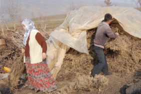 SAMAN YERİNE DİKENLİ OT YÜKSEK FİYATLI SAMAN ALAMAYAN VATANDAŞ FARKLI YOLLARLA HAYVANLARINI DOYURMAYA ÇALIŞIYORLAR DAĞDAN TOPLADIĞI 'GEVEN' OTUNUN DİKENLERİNİ YAKARAK İNEKLERE YEDİREN MAŞALLAH ARITÜRK: “SAMANIN TONU BİN LİRAYI GEÇİN