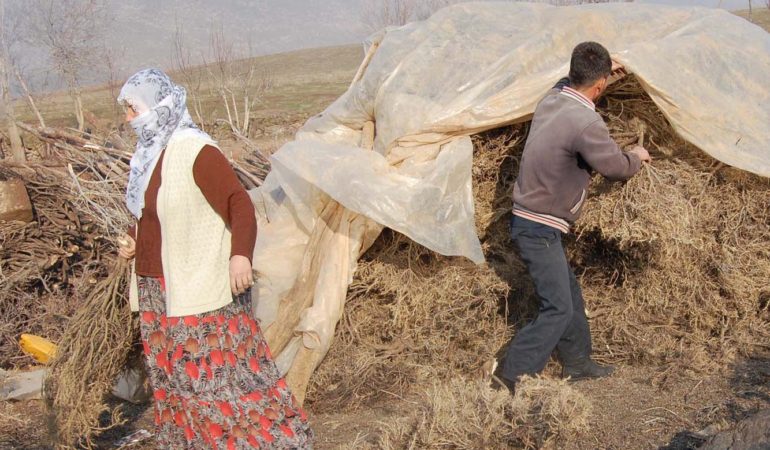 DAĞLARDAN TOPLADIKLARI GEVEN OTUNU  YEM OLARAK KULLANIYORLAR