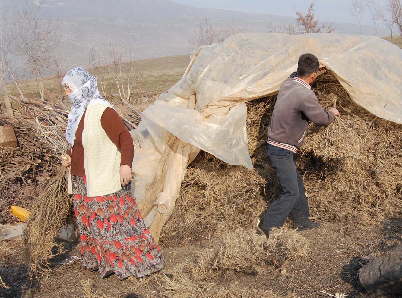 SAMAN YERİNE DİKENLİ OT YÜKSEK FİYATLI SAMAN ALAMAYAN VATANDAŞ FARKLI YOLLARLA HAYVANLARINI DOYURMAYA ÇALIŞIYORLAR DAĞDAN TOPLADIĞI 'GEVEN' OTUNUN DİKENLERİNİ YAKARAK İNEKLERE YEDİREN MAŞALLAH ARITÜRK: “SAMANIN TONU BİN LİRAYI GEÇİN