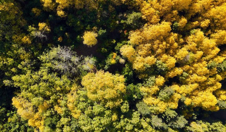 Gümüşhane’de Sonbaharın Büyülü Renkleri Başladı