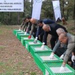 ORDU'DA DOĞAYA 200 SÜLÜN SALINDI KAHVERENGİ KOKARCA ZARARLISINA KARŞI BİYOLOJİK MÜCADELE SÜRÜYOR