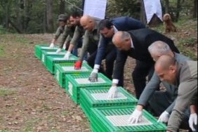 ORDU'DA DOĞAYA 200 SÜLÜN SALINDI KAHVERENGİ KOKARCA ZARARLISINA KARŞI BİYOLOJİK MÜCADELE SÜRÜYOR