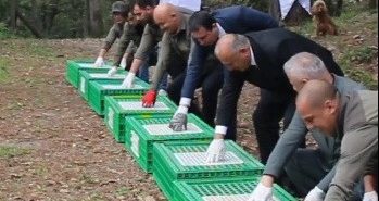 ORDU'DA DOĞAYA 200 SÜLÜN SALINDI KAHVERENGİ KOKARCA ZARARLISINA KARŞI BİYOLOJİK MÜCADELE SÜRÜYOR