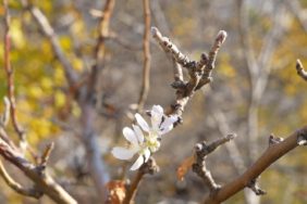 GÜMÜŞHANE'DE KASIM AYINDA ÇİÇEK AÇAN ELMA AĞACI ŞAŞIRTTI