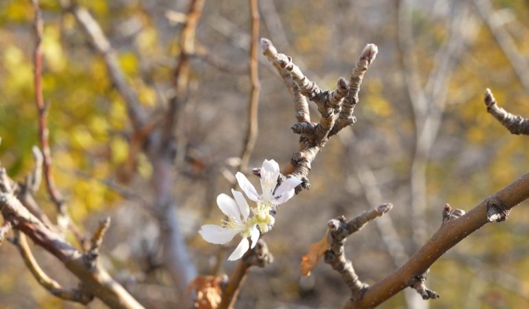 Kasım ayında çiçek açan elma ağacı 