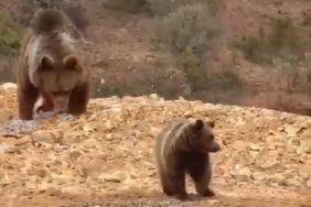 YOL KENARINDAKİ AYIYA 'HAMSİ' ZİYAFETİ VERDİLER