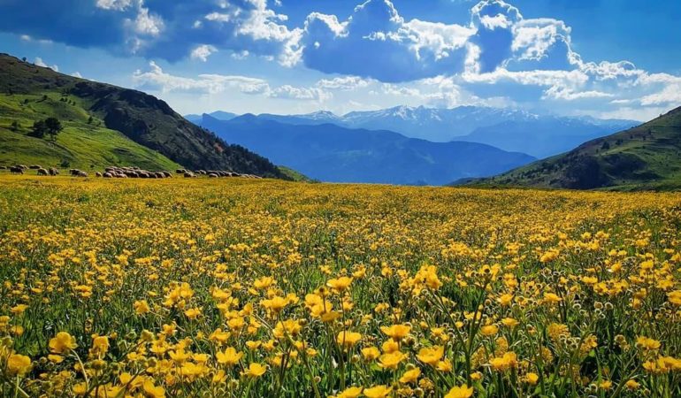 Gümüşhane, Türkiye’nin En Zengin Endemik Bölgelerinden Bir