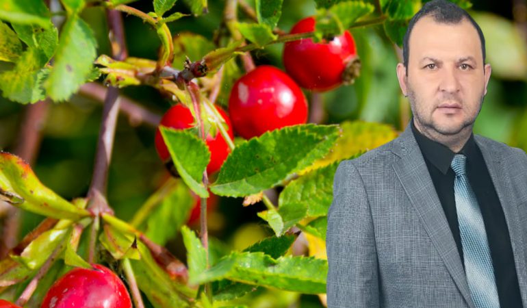 Bektaş: “Kuşburnu, Gümüşhane’nin Yeni Gelir Kapısı Olabilir”