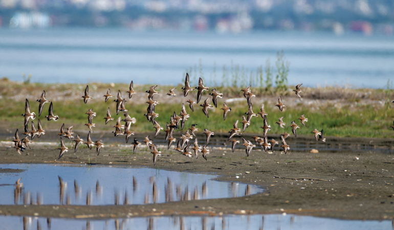 Kuşlar Amerikan Yuvasını Sevmedi: Gümüşhane’de Yapay Yuva Projesi Sonlandırıldı