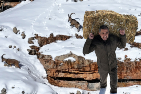 GÜMÜŞHANE'DE AÇ KALAN YABAN HAYVANLARI İÇİN SEFERBERLİK