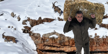 GÜMÜŞHANE'DE AÇ KALAN YABAN HAYVANLARI İÇİN SEFERBERLİK