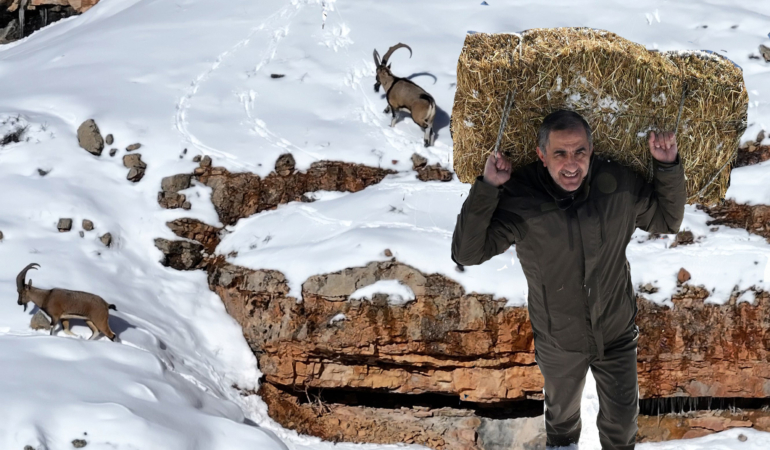 2011’de 7 Olan Yaban Keçisi Sayısı Bugün 3 Bini Aştı