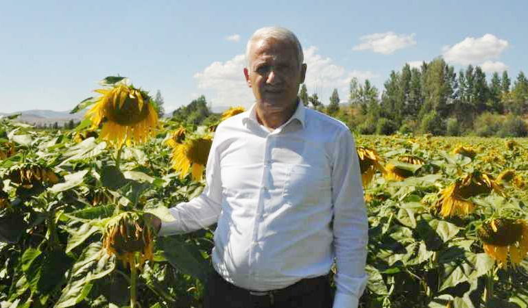 Kelkit’te Ayçiçek Projesi Tartışma Yarattı. Belediye Üretim Yerine Arazi Devri mi Yapıyor?