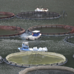 GÜMÜŞHANE'NİN KARLI DAĞLARININ ARASINDAN DÜNYAYA BALIK İHRACATI GÜMÜŞHANE'DE ÜRETİLEN ALABALIKLAR DÜNYANIN DÖRT BİR YANINA İHRAÇ EDİLİYOR DENİZİ OLMAYAN GÜMÜŞHANE'NİN TEMİZ VE SOĞUK SULARINDAN DÜNYAYA MİLYARLARCA DOLARLIK BALI