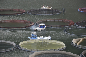 GÜMÜŞHANE'NİN KARLI DAĞLARININ ARASINDAN DÜNYAYA BALIK İHRACATI GÜMÜŞHANE'DE ÜRETİLEN ALABALIKLAR DÜNYANIN DÖRT BİR YANINA İHRAÇ EDİLİYOR DENİZİ OLMAYAN GÜMÜŞHANE'NİN TEMİZ VE SOĞUK SULARINDAN DÜNYAYA MİLYARLARCA DOLARLIK BALI