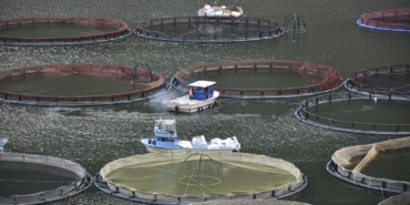 GÜMÜŞHANE'NİN KARLI DAĞLARININ ARASINDAN DÜNYAYA BALIK İHRACATI GÜMÜŞHANE'DE ÜRETİLEN ALABALIKLAR DÜNYANIN DÖRT BİR YANINA İHRAÇ EDİLİYOR DENİZİ OLMAYAN GÜMÜŞHANE'NİN TEMİZ VE SOĞUK SULARINDAN DÜNYAYA MİLYARLARCA DOLARLIK BALI