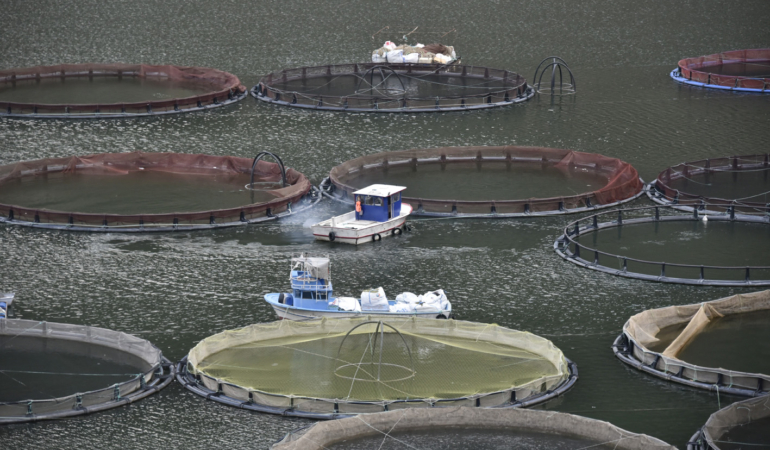 Gümüşhane Alabalıkta İhracat Üssü Olma Yolunda