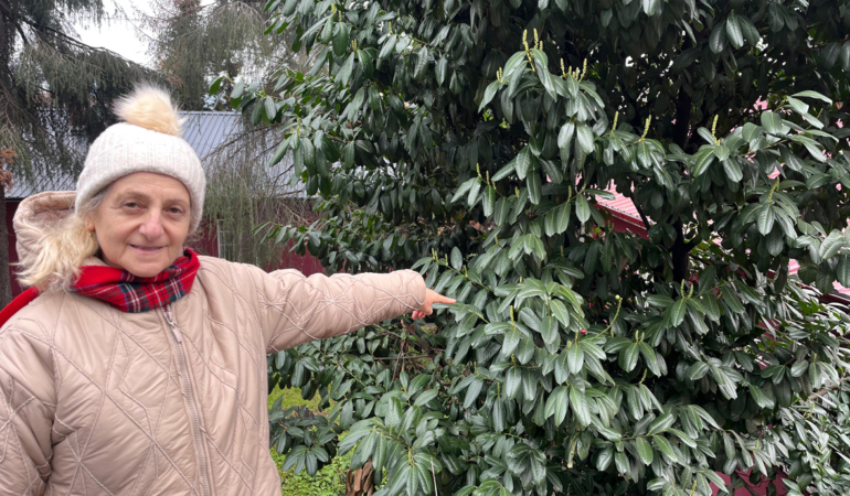 Şap Hastalığına Karayemişli Çözüm