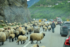 GÜMÜŞHANE YAYLALARINA GELENEKSEL KÜÇÜKBAŞ HAYVAN GÖÇÜ BAŞLADI