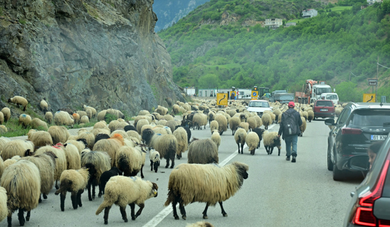 Gümüşhane Yaylalarında Asırlık Göç Yolculuğu Başladı