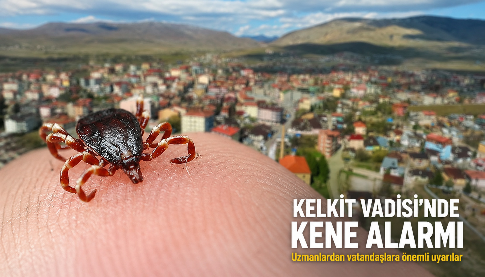 kaene