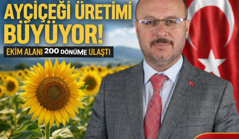 Söğütlü’de Ayçiçeği Üretimi Büyüyor, Ekim Alanı 200 Dönüme Ulaştı