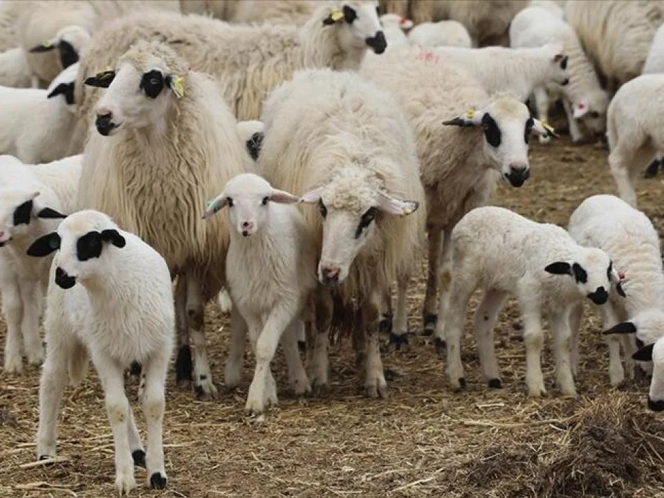 featured